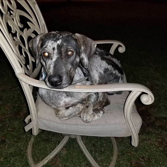 🔥🔥🔥 🐾🐾DISCLOSURE  - I ADMIT IT!!! 🐾🐾🔥🔥🔥 - Picture 3 of 7